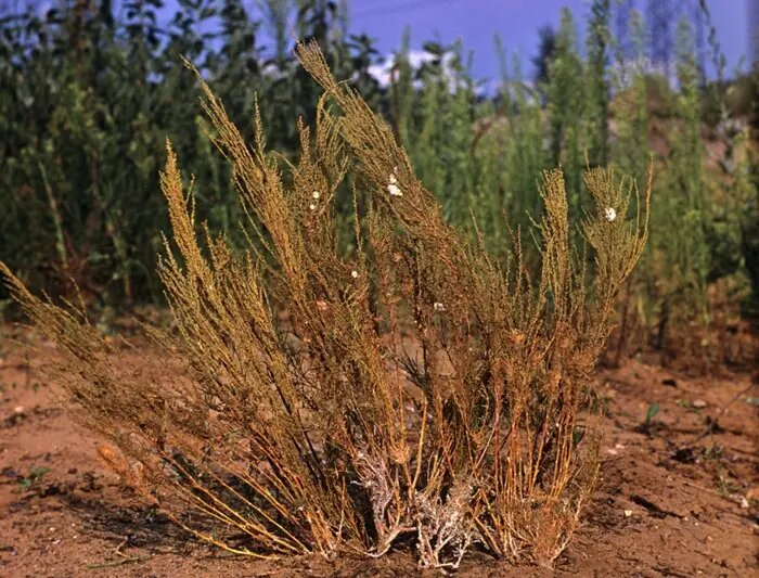  Полынь - основа для напитка   © РИА Новости. О. Журба