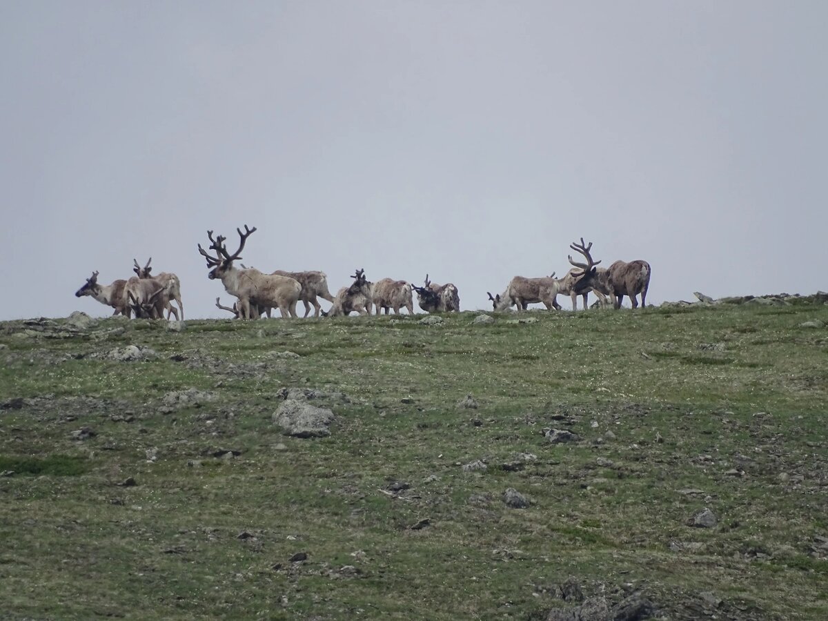    Фото: Байкальский заповедник // Алексей Китаев