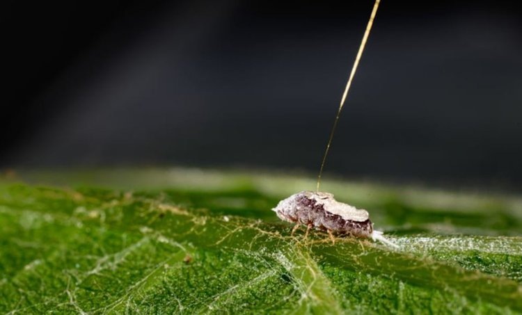    Виноград с самозащитой от мучнистого червеца может появиться в будущем