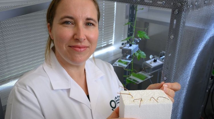     Виноград с самозащитой от мучнистого червеца может появиться в будущем
