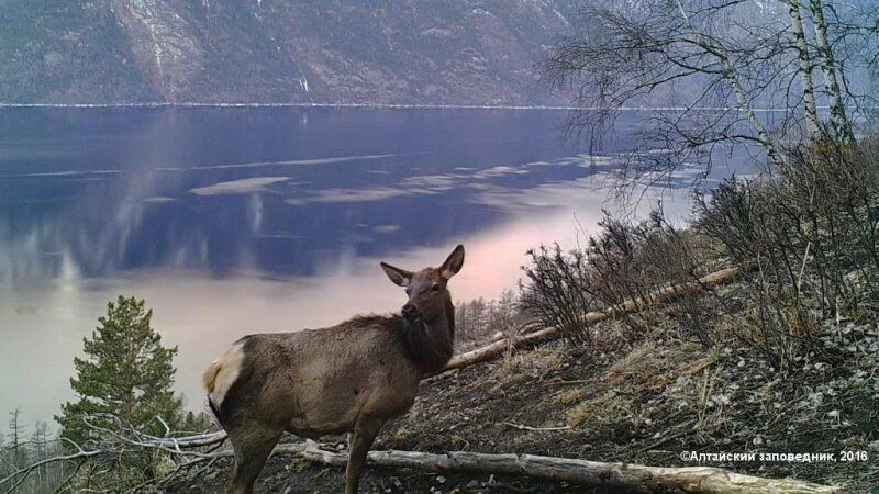     Марал в Алтайском биосферном заповеднике. altzapoved.livejournal.com