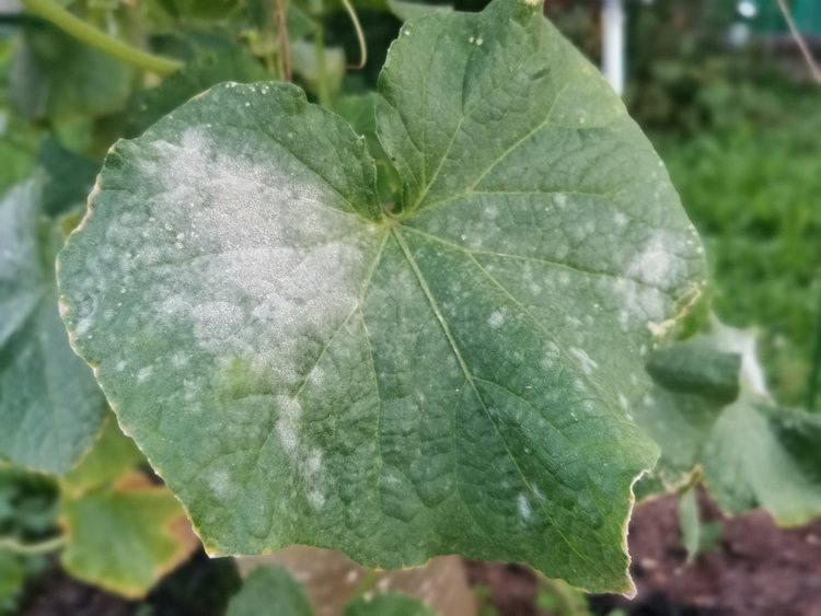    Фото: Лукьянов Дмитрий, AgroXXI.ru