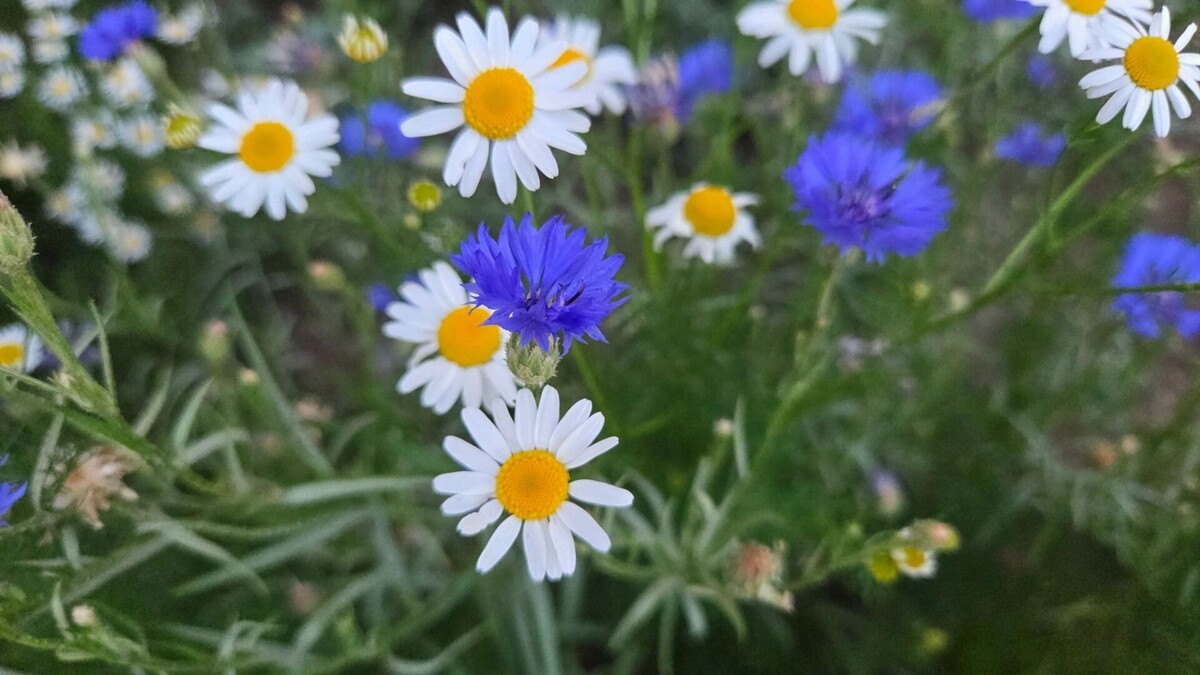     Автор: KubanPress Источник: kubanpress.ru