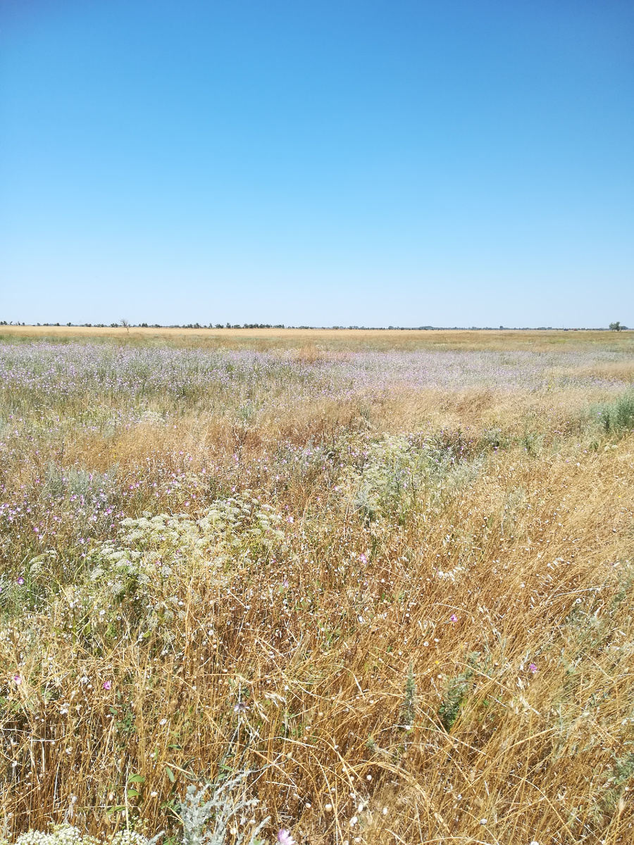 Летняя степь. Золотисто-палевая, иссущенная, но непобедимо живая. 