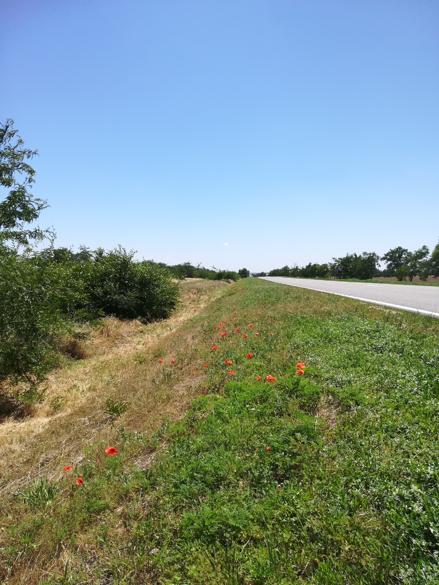 Там, где есть хоть какая-то вода, жизнь торжествует. Вечные маки наши вдоль дорог. Хрупкие, но стойкие. 
