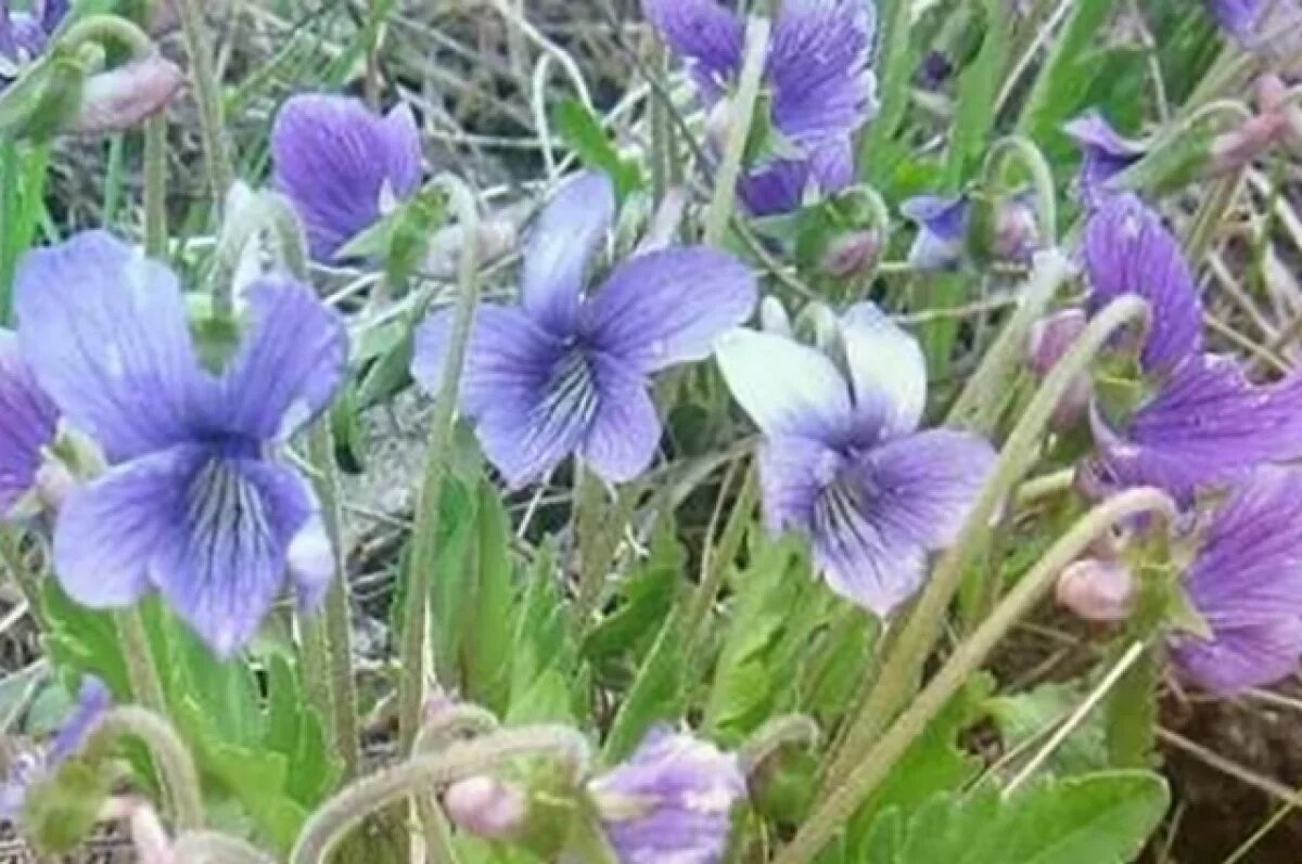    В Калужской области выпустят новую Красную книгу