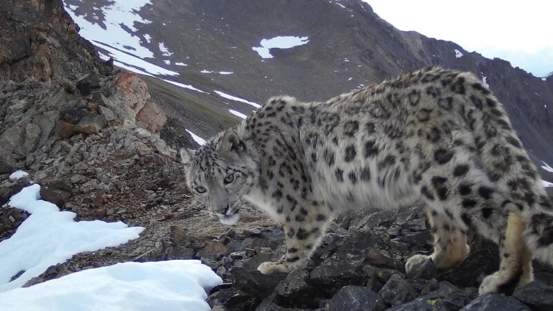     Снежный барс в Республике Алтай. vk.com/altzapovednik