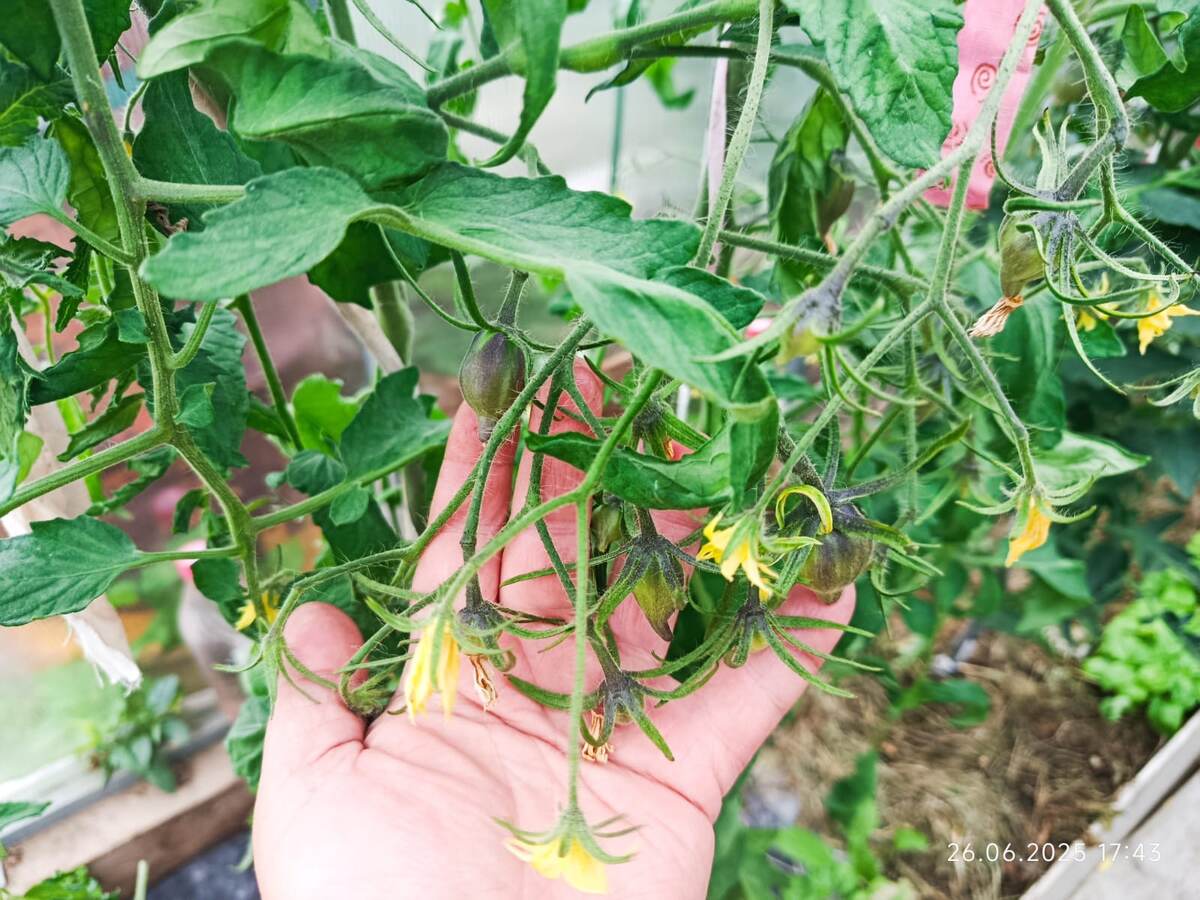 Карамель Софии, теплица. И здесь тоже отчетливо видно дефицит кальция у куста томата