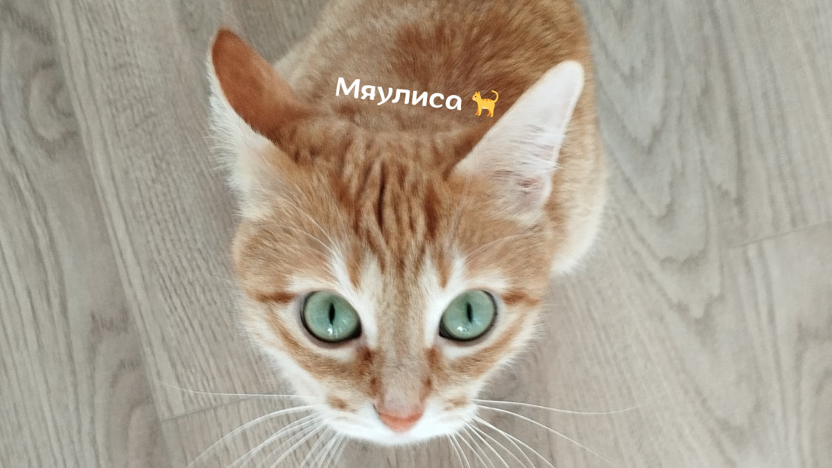 Фото: Кошка Василиса невинно смотрит — автор: korolek, @Myaulisa