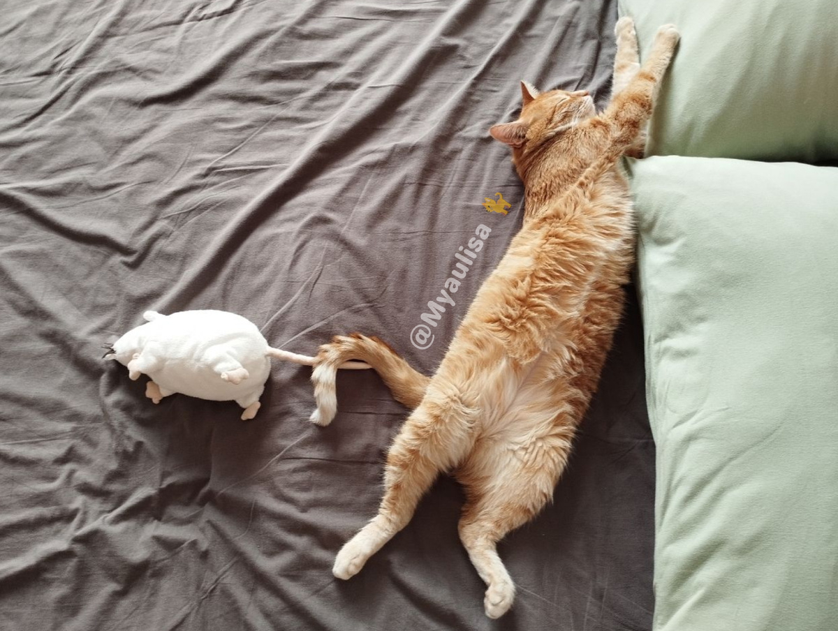 Фото: Кошка Василиса сладко спит, уткнувшись мордочкой в подушку — автор: korolek, @Myaulisa