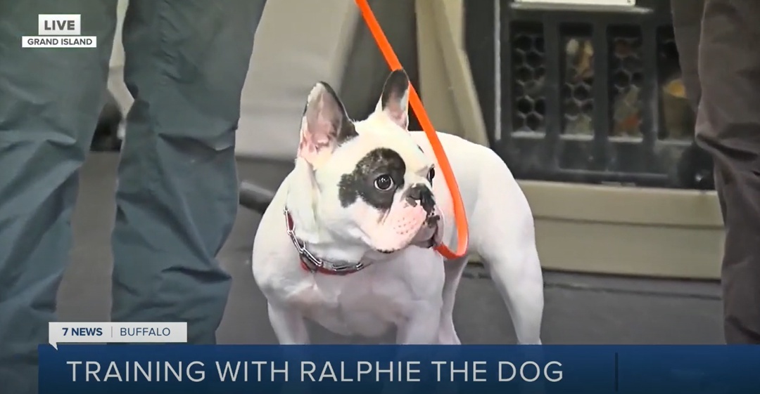 Ральфи во время репортажа о нем на национальном ТВ