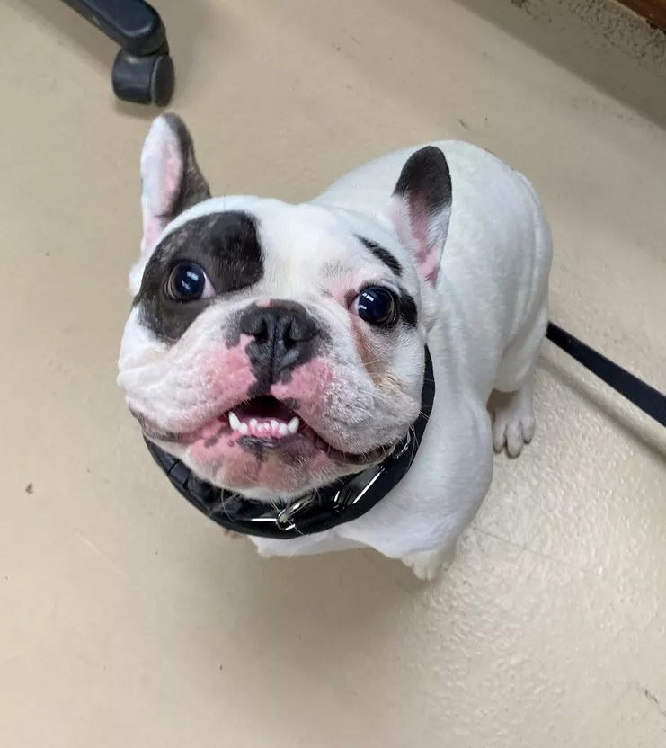 А вот и Ральфи