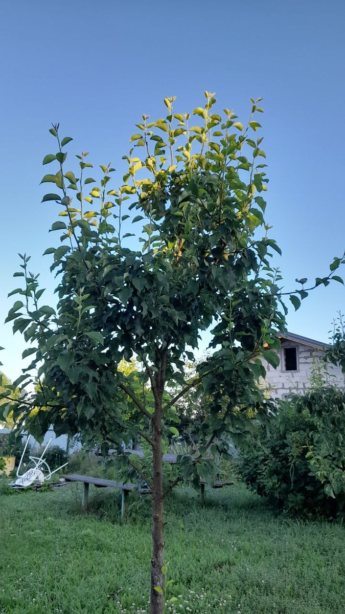 Груша, посаженная детьми