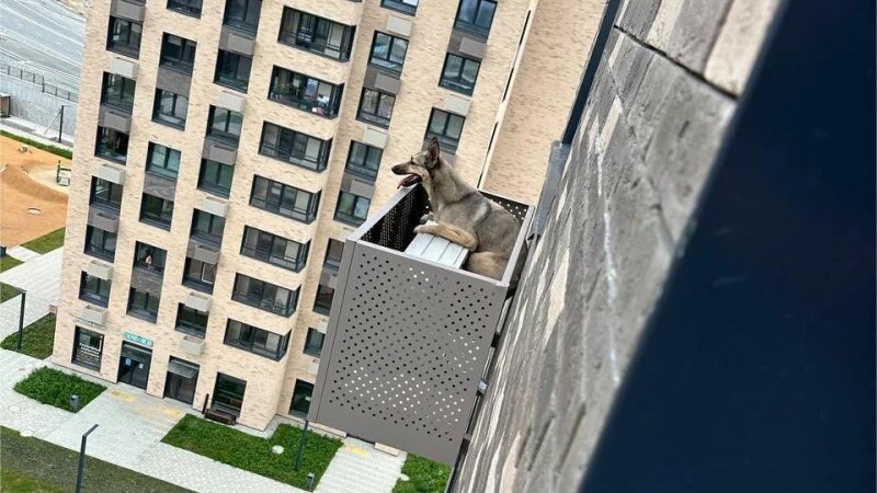     Собака выпала из окна квартиры на 12 этаже. Телеграм-канал BAZA