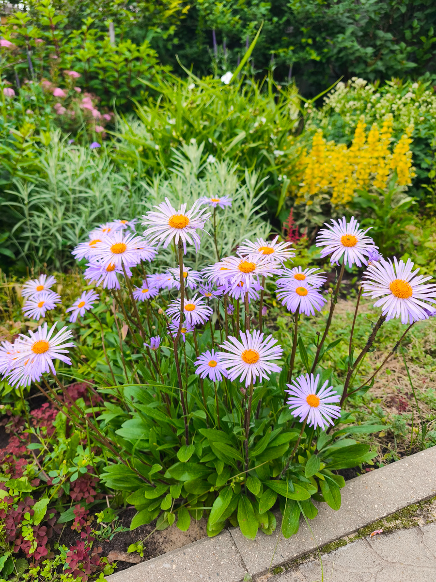 Астра альпийская многолетняя