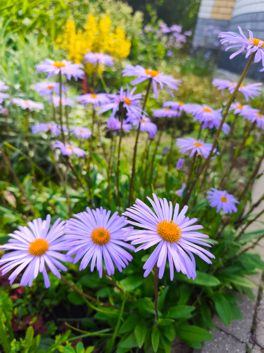 Астра альпийская 