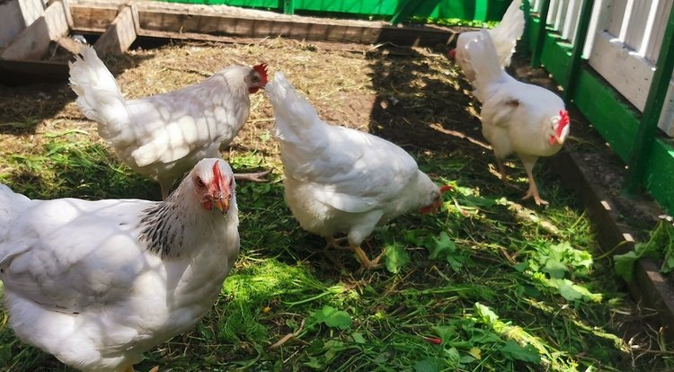 Сколько раз в день кормить кур летом