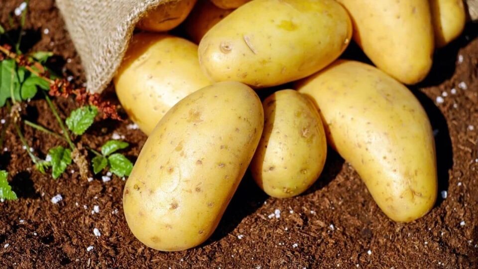    Картофель. Источник: pixabay.com