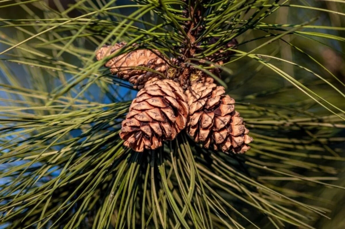    От томских лесозаготовителей требуют компенсацию за вред животным