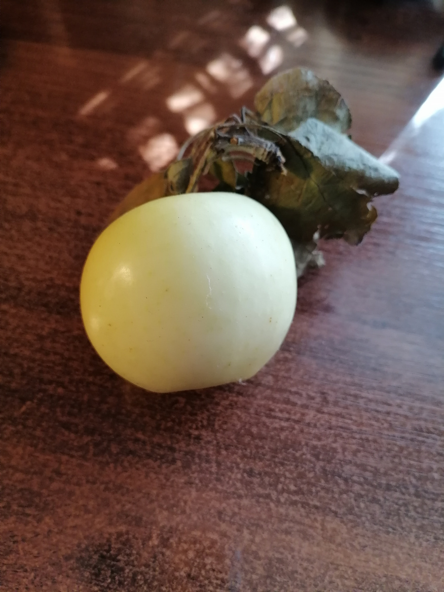 Фото 1. Яблочный релакс
