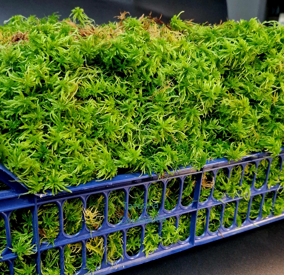 Мох сфагнум. Фото Татьяны Семёновой.