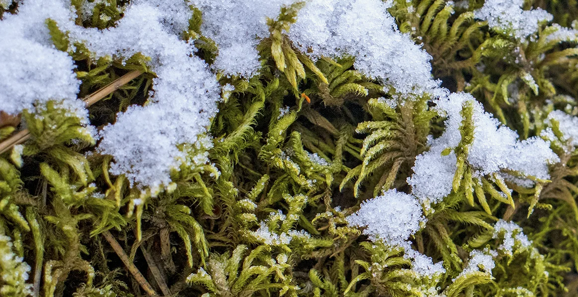 Фото из интернета.