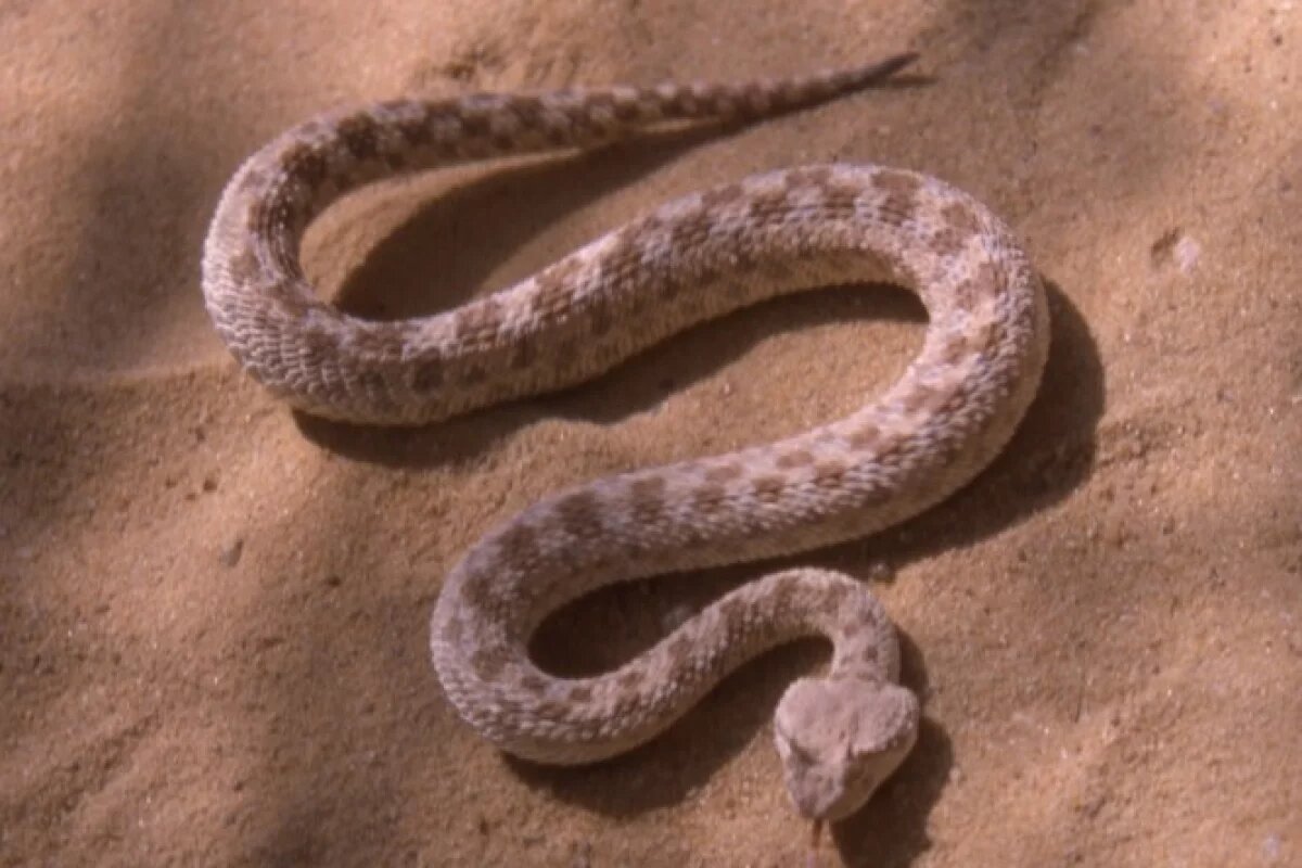    Туристку из Уфы на экскурсии в Армении укусила ядовитая змея