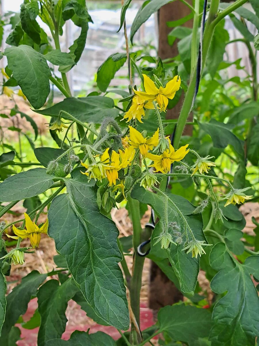 Томаты - любимые овощи многих огородников. Да практически всех!