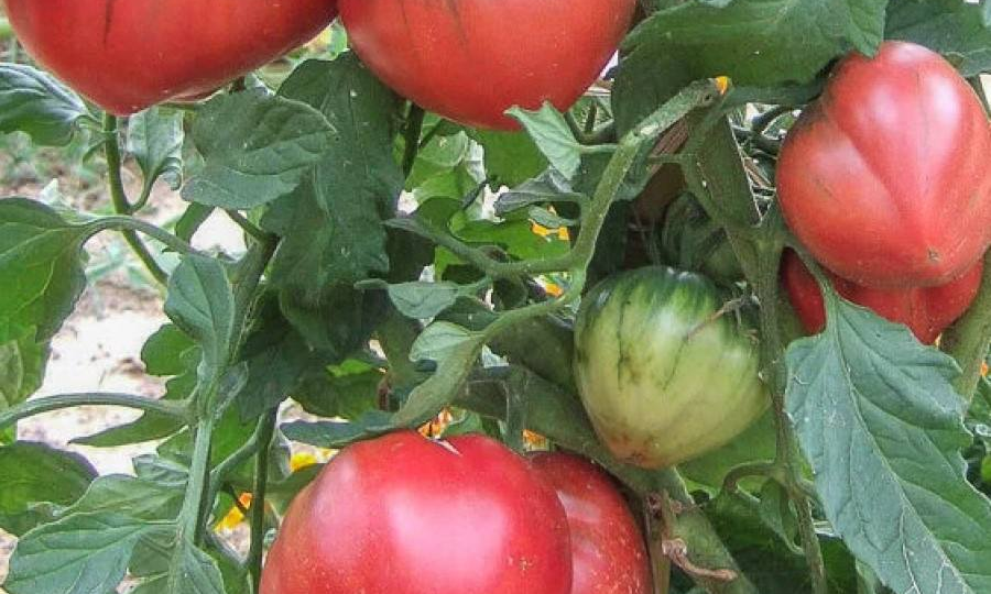 Основные проблемы выращивания томата в 2025 году (описание, фото, решение проблемы).