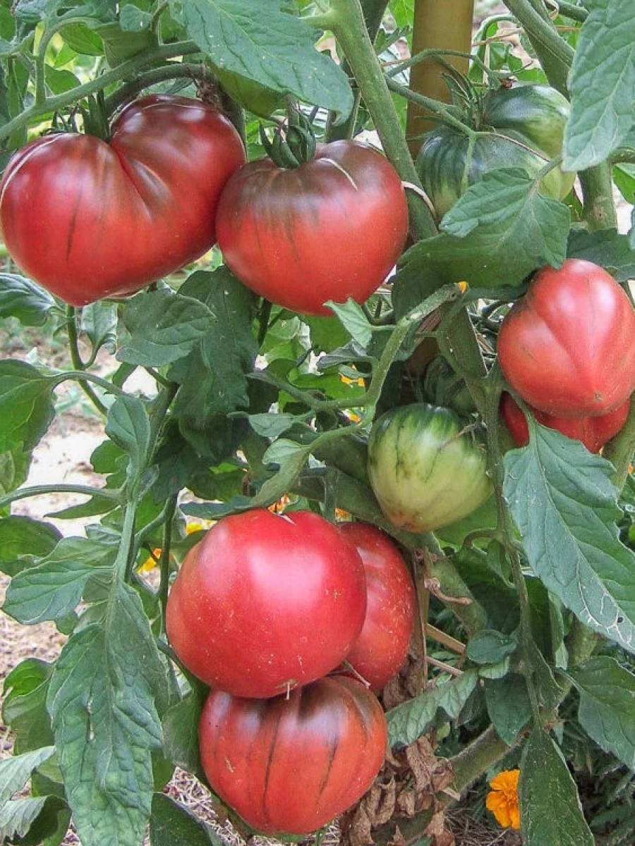 Красивые, нагруженные плодами растения - мечта каждого любителя томатов. Но на пути к урожаю нас поджидают подводные камни.