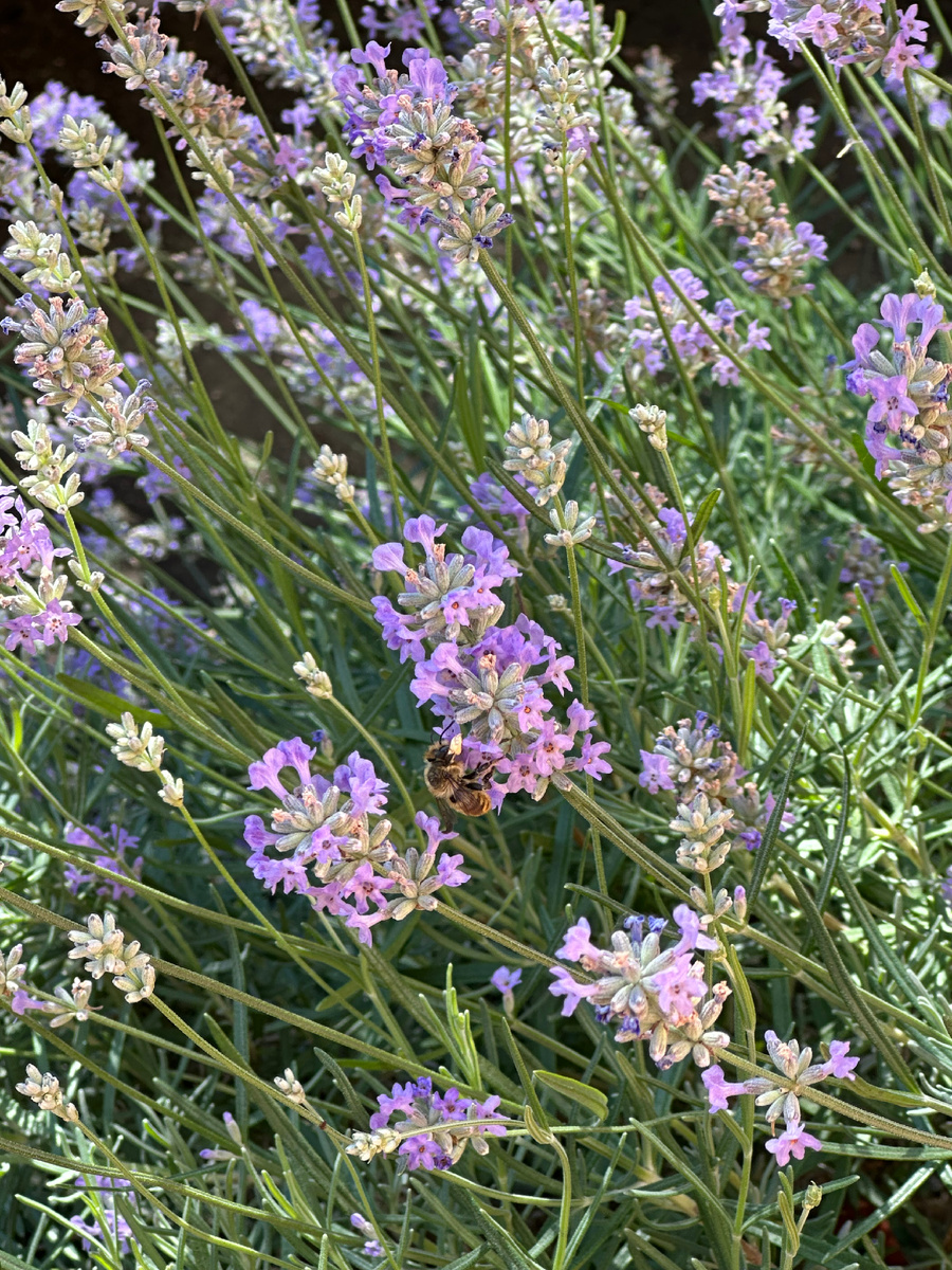 Найдите того кто больше всего любит сидеть у лаванды 😁🙏🏼