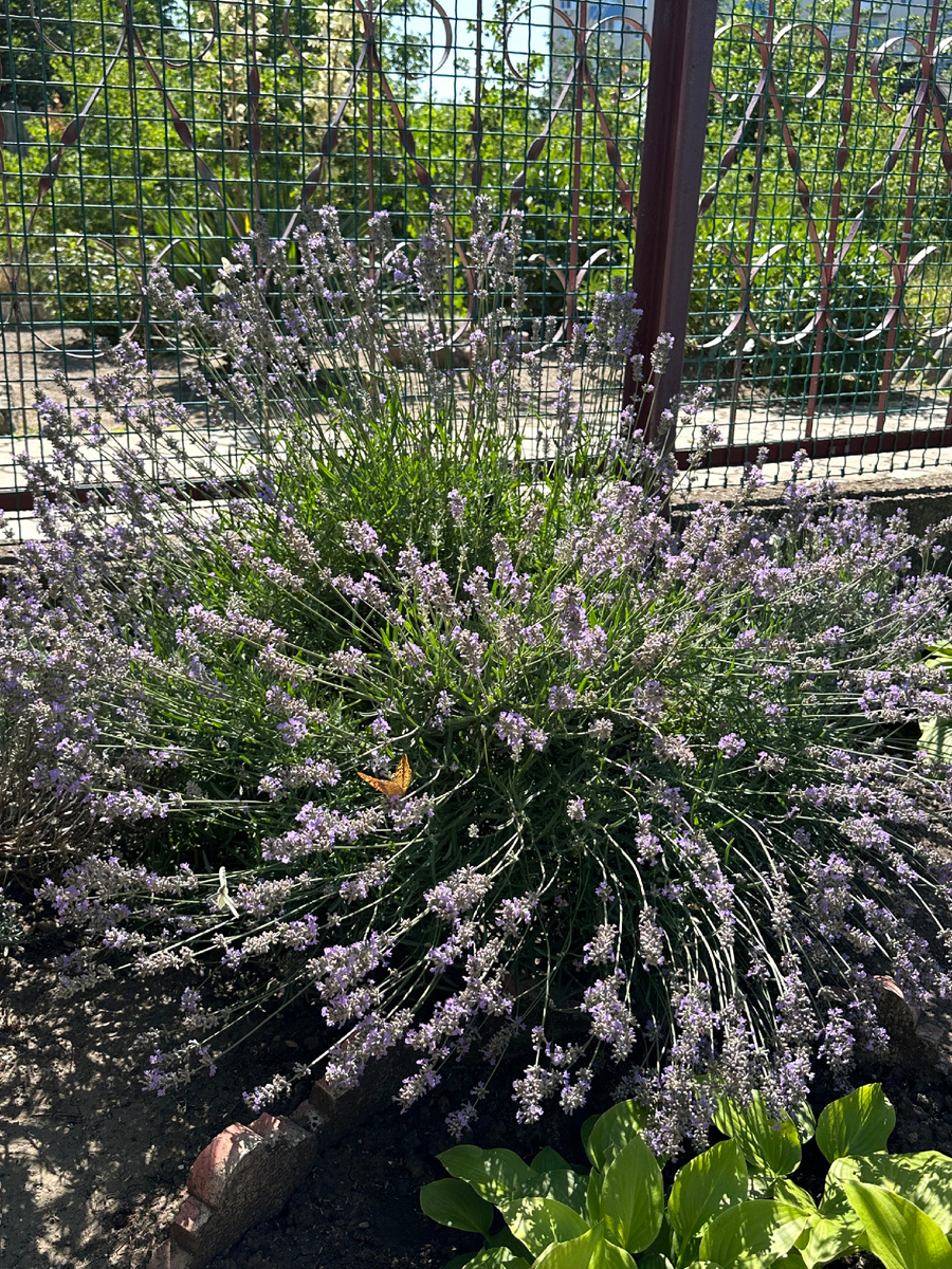 Фото сделано в нашем саду, хотелось бы передать вам этот аромат 🙏🏼