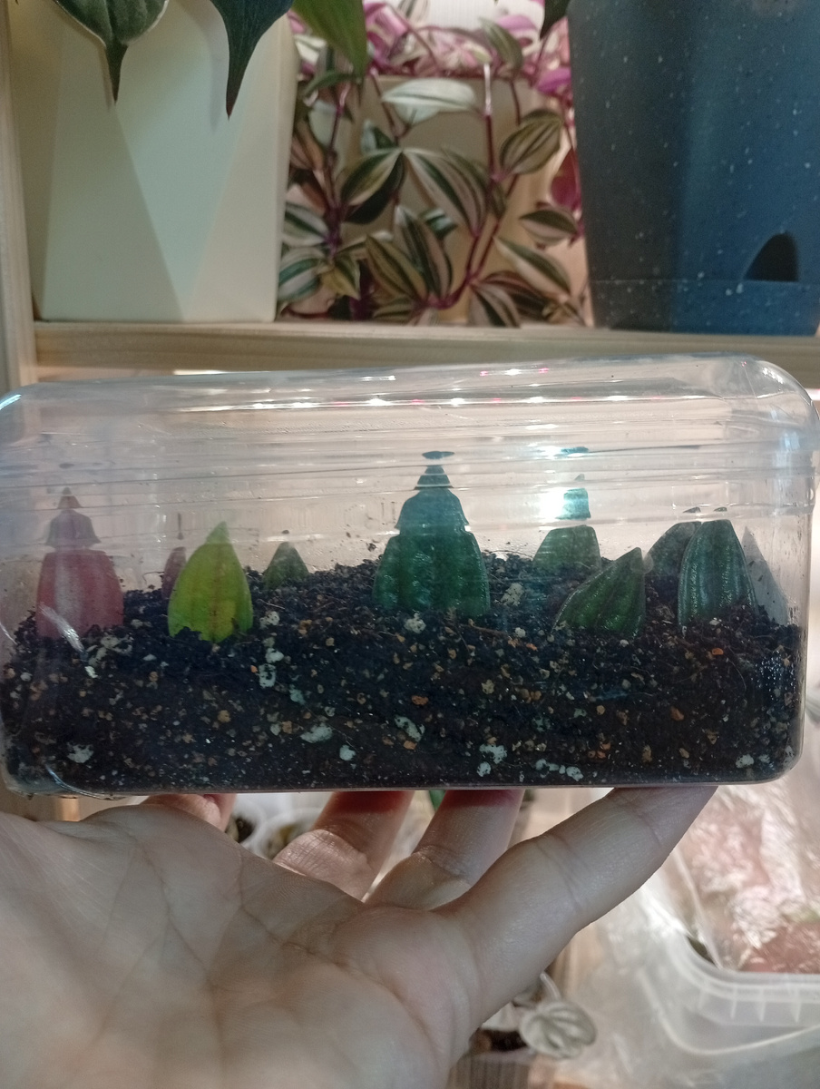 Это самые последние, пока ничего не видно