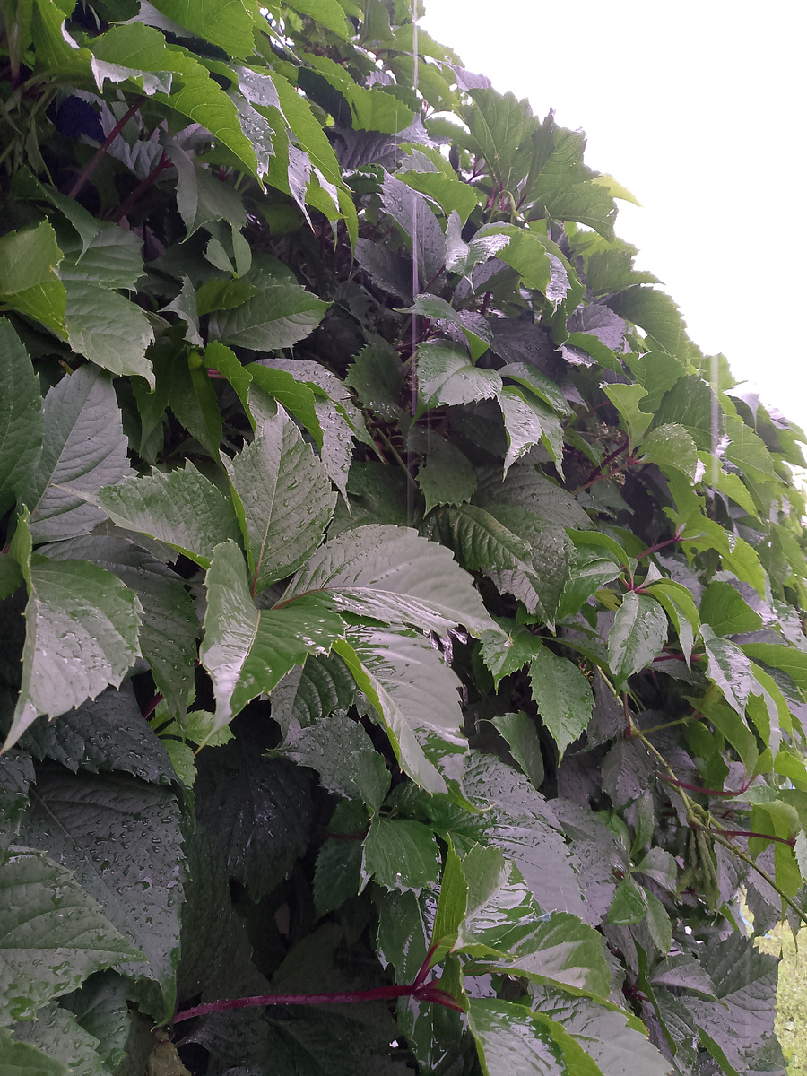 С утра льёт и льёт