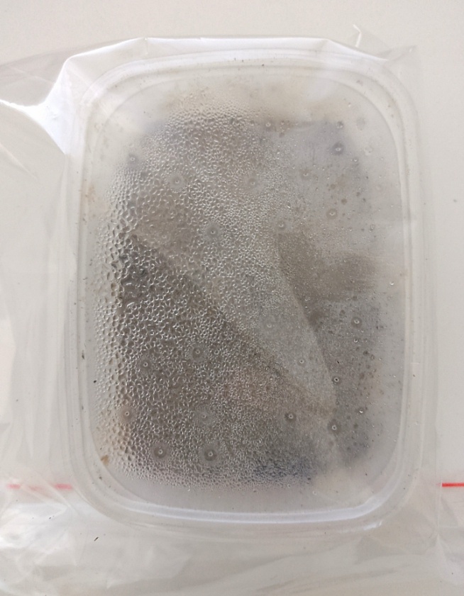 Вот такой налёт конденсата можно оставить, если нет всходов. Когда семена прорастут, то капельки с крышки необходимо убрать