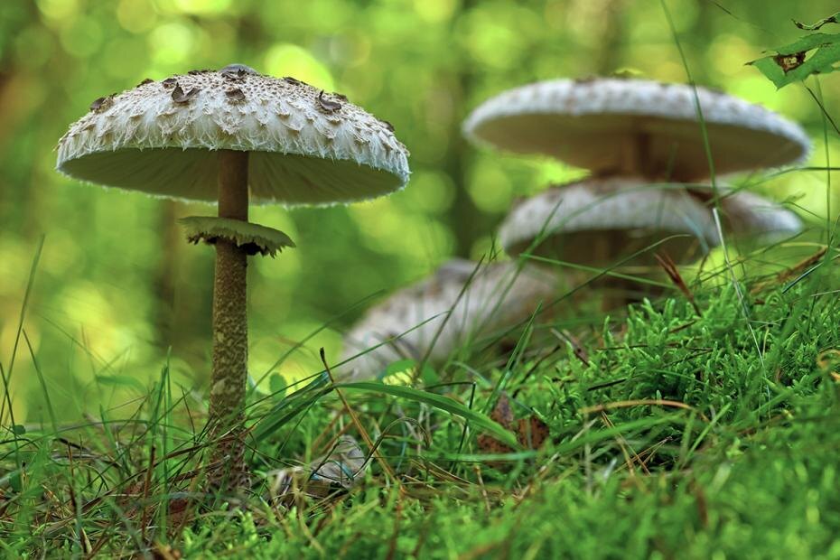    Shutterstock/FOTODOM