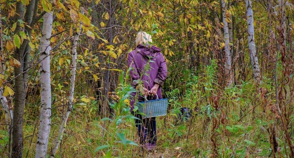    Комитет лесного хозяйства МО