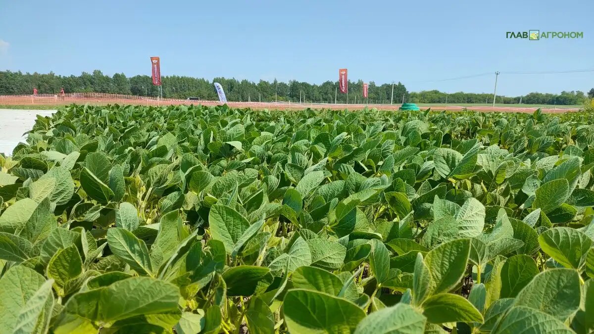 Фото:© Артем Борисов / Glavagronom.ru
Минсельхоз России начал разработку механизма уничтожения импортных семян с ГМО