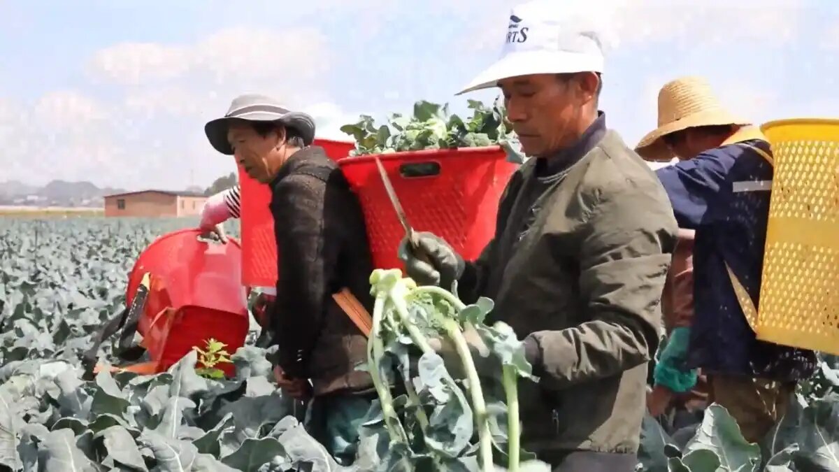 Фото:Кадры из программы «Китайская панорама»
В провинции Юньнань начали сбор брокколи для экспорта в Россию