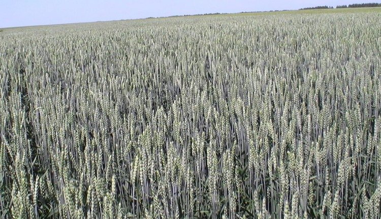    Фото: Медведева Анна, AgroXXI.ru