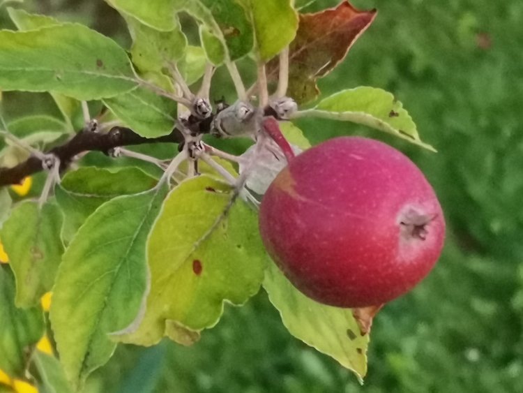    Фото: Лукьянов Дмитрий, AgroXXI.ru