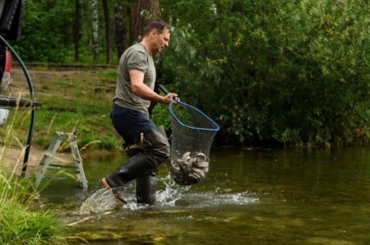    200 особей белого амура запустили в пруд в Заречном под Пензой для очистки