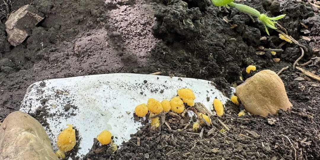 Как прогнать муравьев с участка: пять проверенных методов