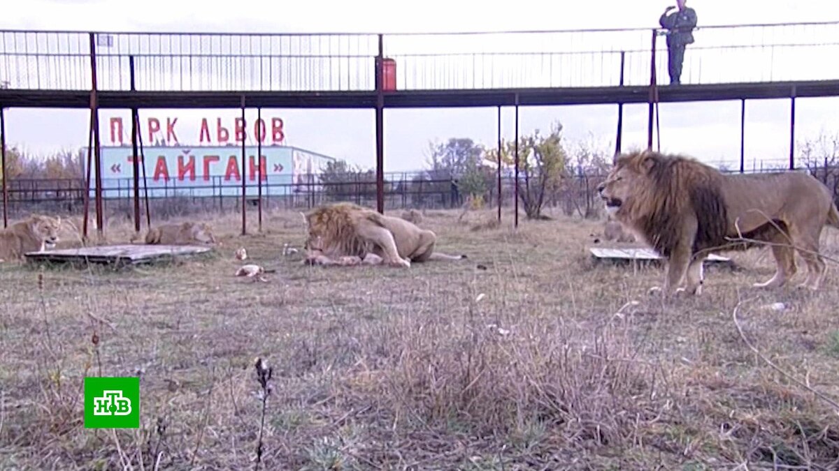    «Молодой лев кушал, и тут резкий звук двери»: хронология нападения в «Тайгане»