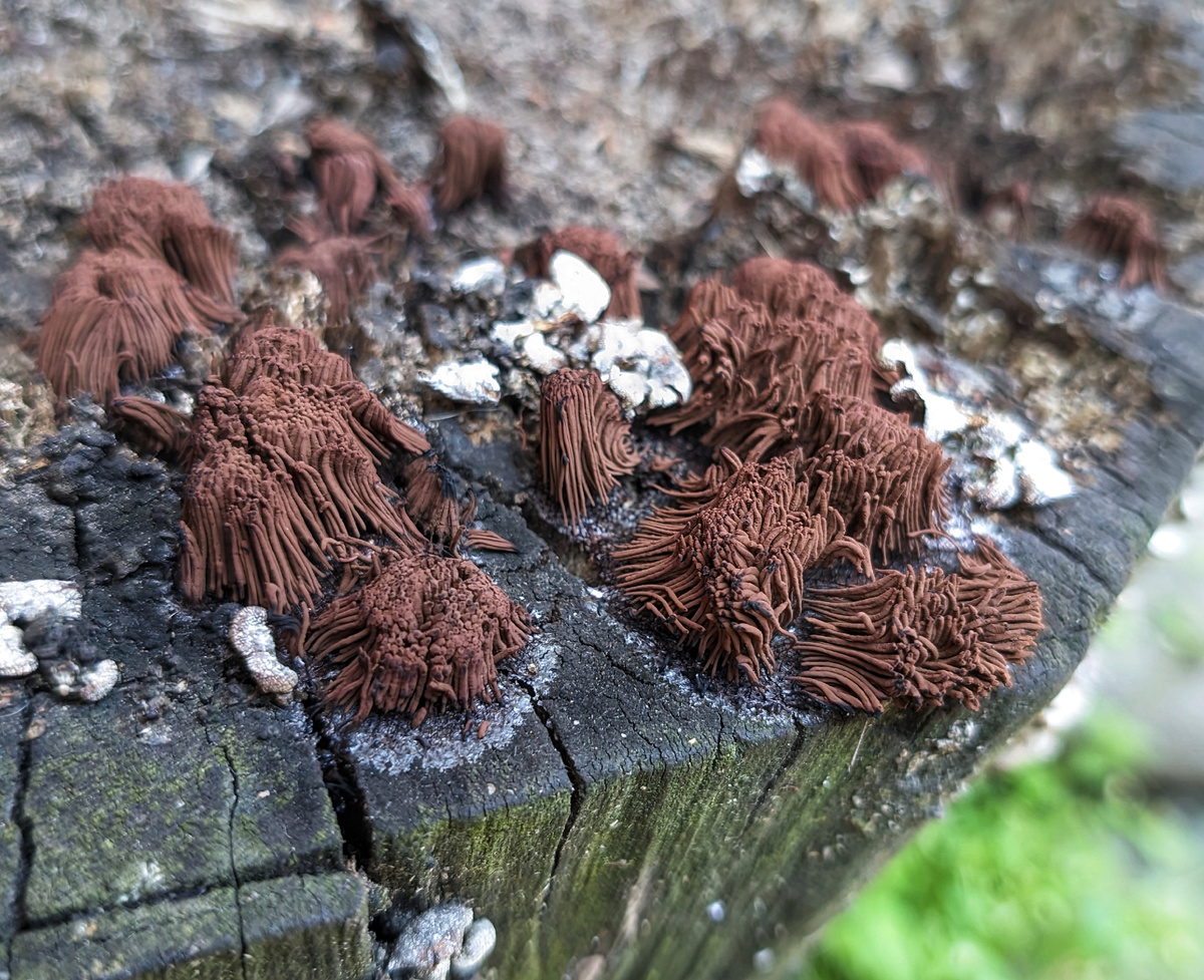 Причудливый гриб на старом пне оказался не гриб, а... Будем изучать.