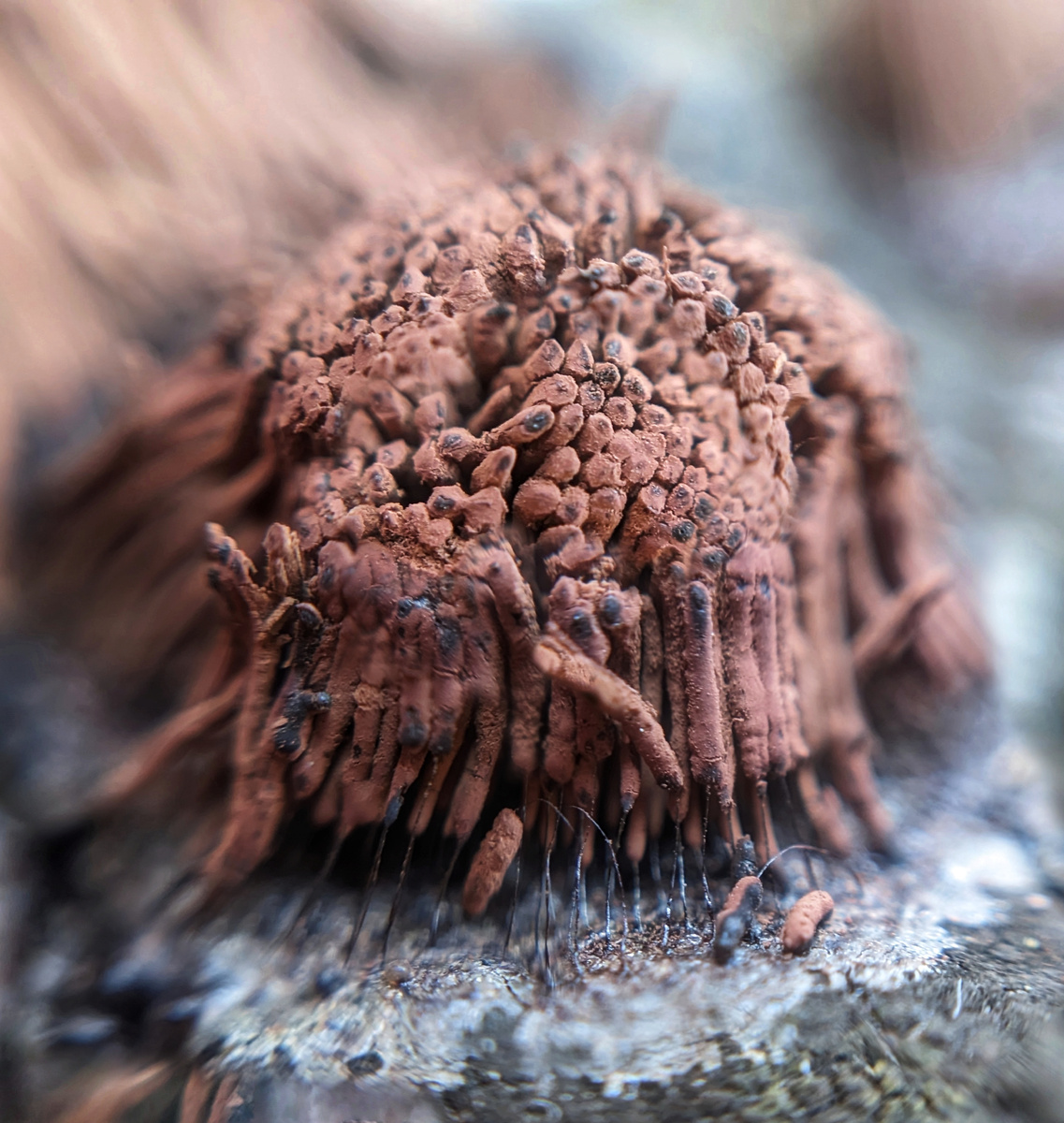 Стемонитис бурый в зрелой стадии. Его споры похожи на какао порошок. 