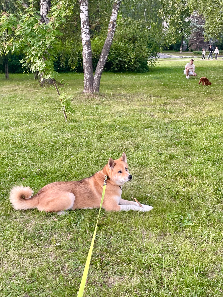 За пару минут ДО... Кай спокоен, играет с палкой, не обращает внимания на собачку рядом, сплошная идеальная картинка