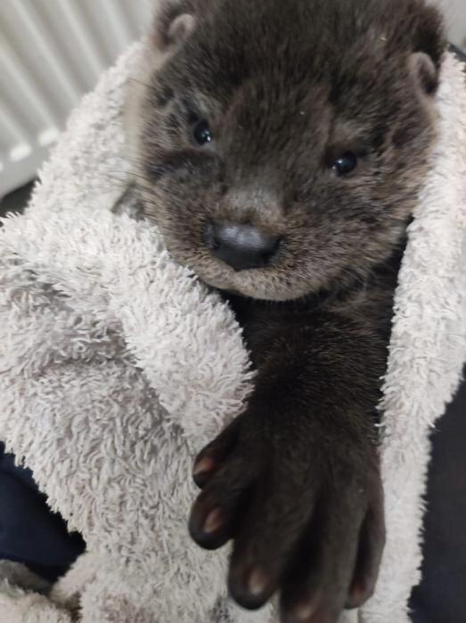 О состоянии дикой выдры рассказали псковские зоозащитники
Фото: группа «Птичий дворик» в соцсети «ВКонтакте».