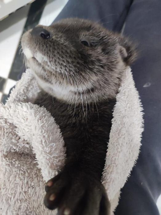 О состоянии дикой выдры рассказали псковские зоозащитники
Фото: группа «Птичий дворик» в соцсети «ВКонтакте».