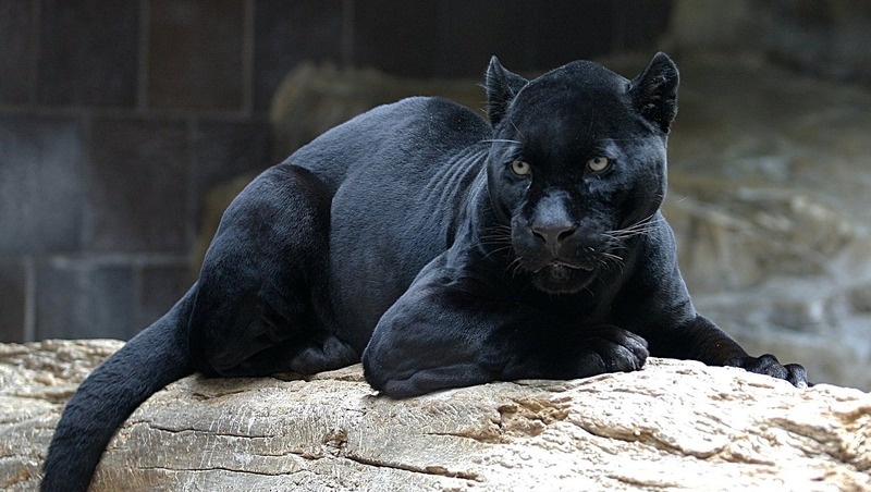      Фото: Википедия